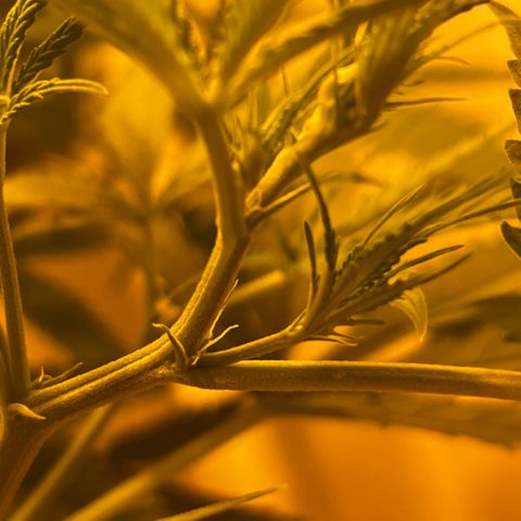Prime Beef growlog timeline photo