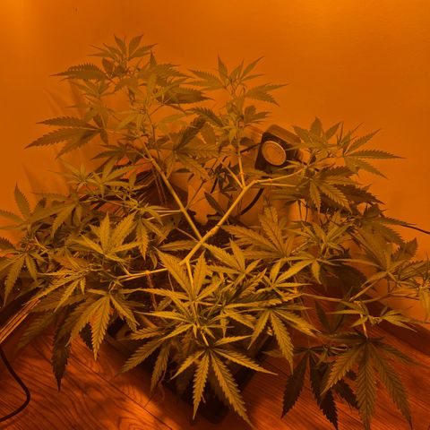 Prime Beef growlog timeline photo