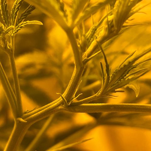 Prime Beef growlog timeline photo