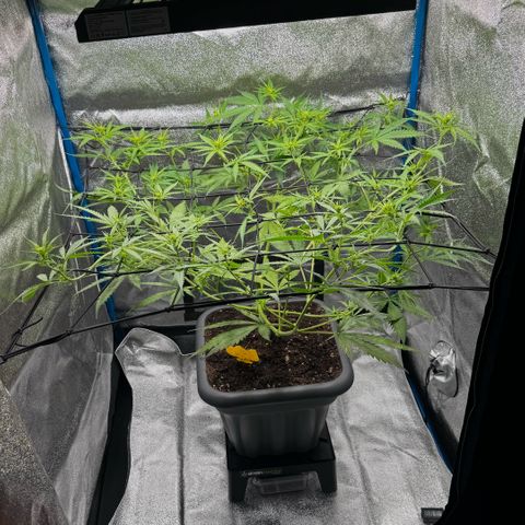 Prime Beef growlog timeline photo