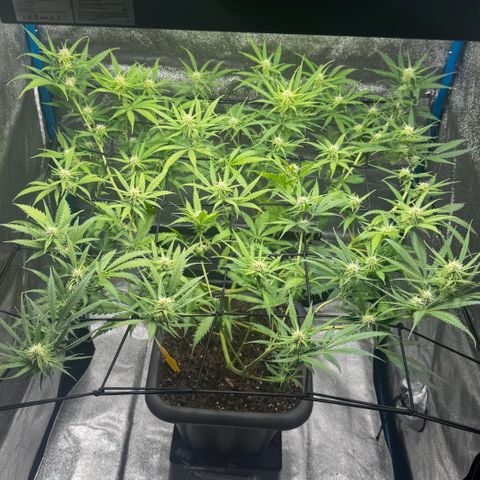 Prime Beef growlog timeline photo