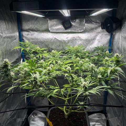 Prime Beef growlog timeline photo