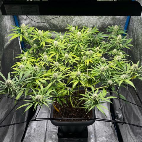 Prime Beef growlog timeline photo