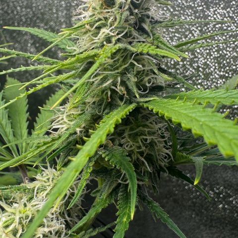 Prime Beef growlog timeline photo