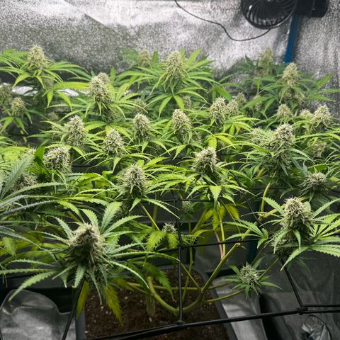 Prime Beef growlog timeline photo