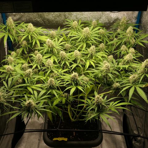 Prime Beef growlog timeline photo