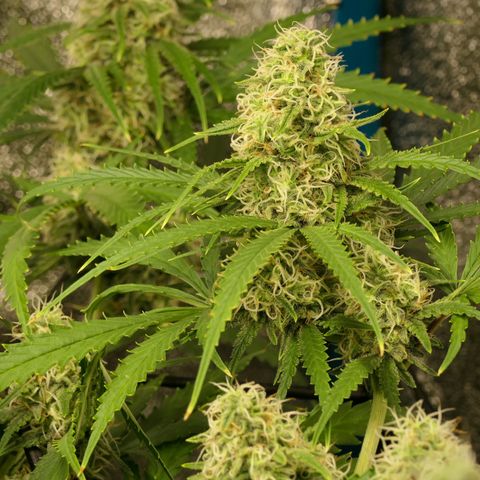 Prime Beef growlog timeline photo