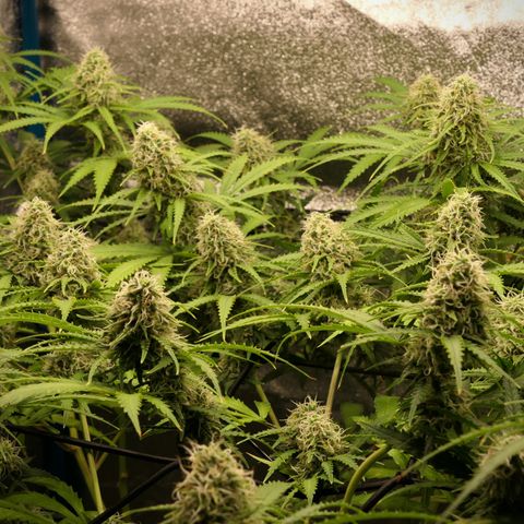 Prime Beef growlog timeline photo