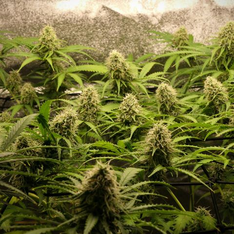 Prime Beef growlog timeline photo