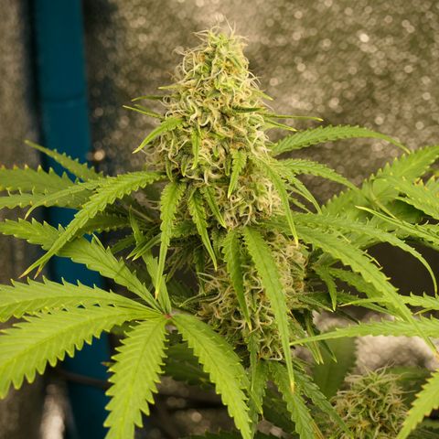Prime Beef growlog timeline photo