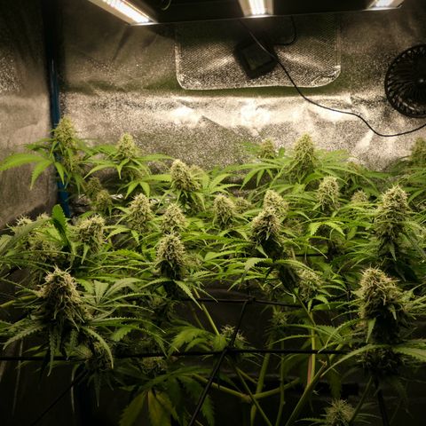 Prime Beef growlog timeline photo
