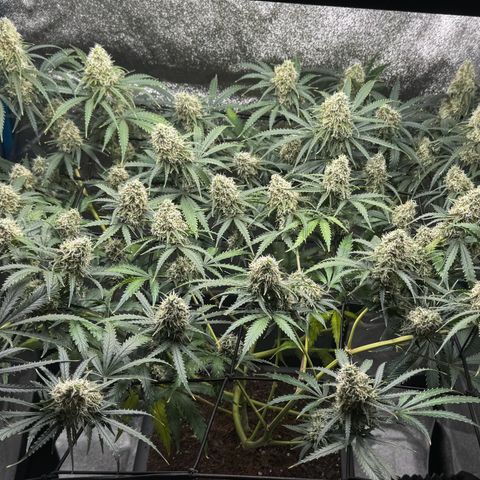 Prime Beef growlog timeline photo
