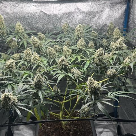 Prime Beef growlog timeline photo