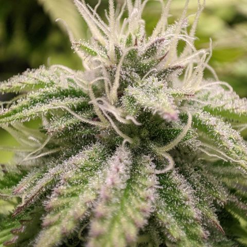 Critical Kush growlog timeline photo