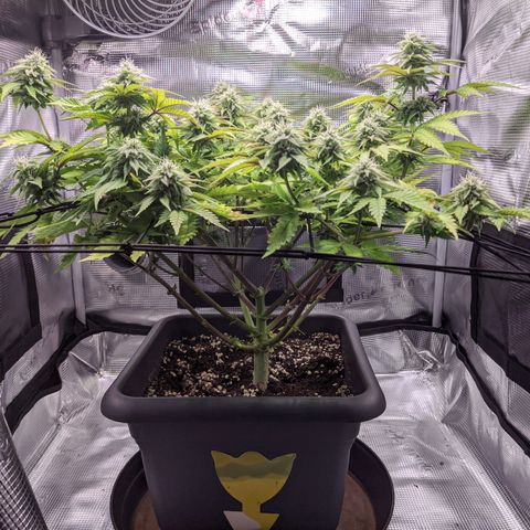 Critical Kush growlog timeline photo