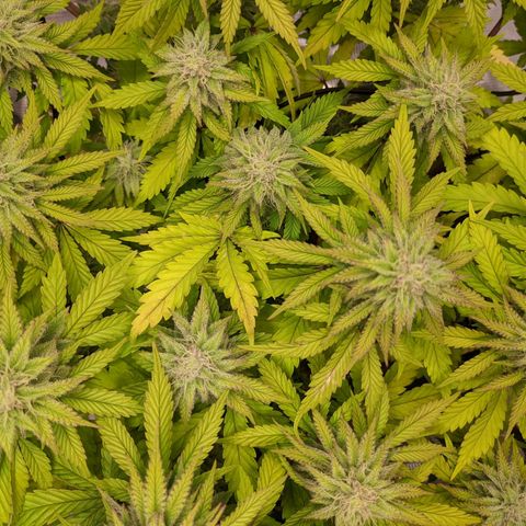 Critical Kush growlog timeline photo