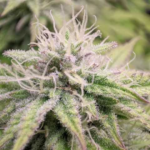 Critical Kush growlog timeline photo
