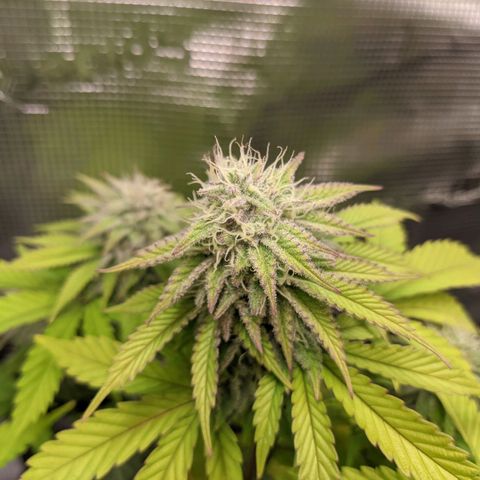 Critical Kush growlog timeline photo