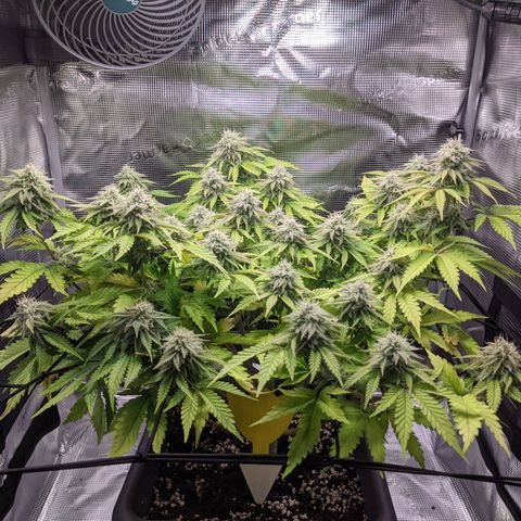 Critical Kush growlog timeline photo