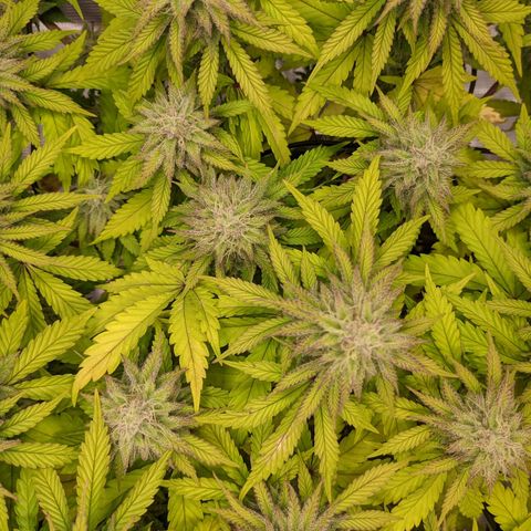 Critical Kush growlog timeline photo