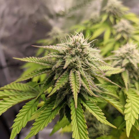 Critical Kush growlog timeline photo