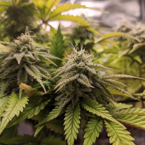 Critical Kush growlog timeline photo
