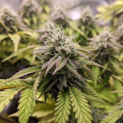 Critical Kush growlog timeline photo