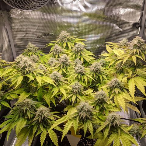 Critical Kush growlog timeline photo