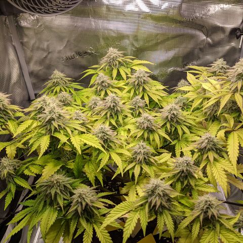 Critical Kush growlog timeline photo
