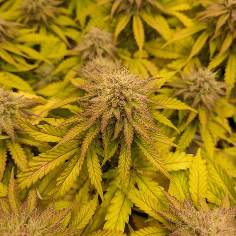 Critical Kush growlog timeline photo