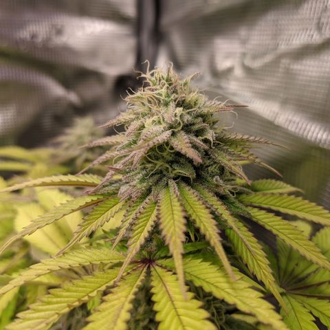Critical Kush growlog timeline photo