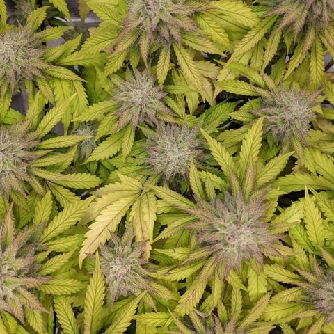 Critical Kush growlog timeline photo