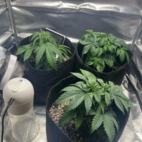 Cesar growlog timeline photo