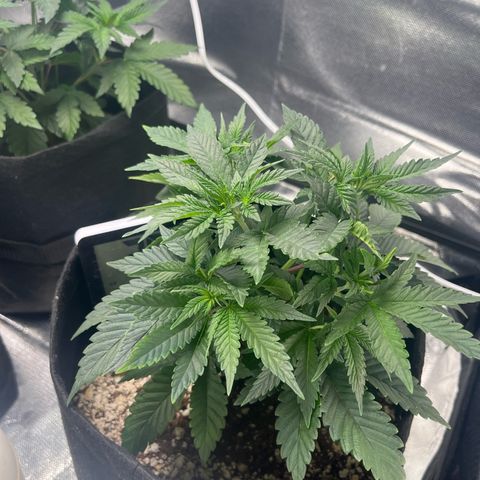 Jimmy growlog timeline photo