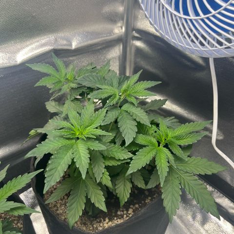 Jane growlog timeline photo