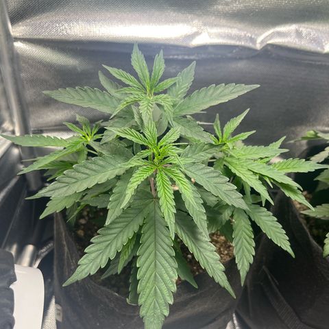 Cesar growlog timeline photo