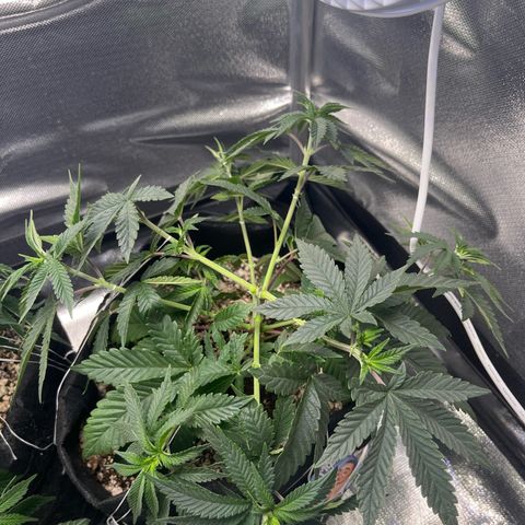 Jimmy growlog timeline photo