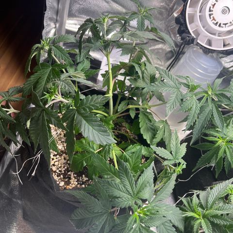 Jane growlog timeline photo