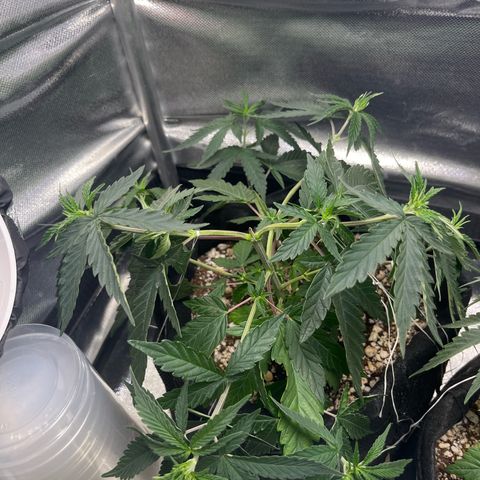 Cesar growlog timeline photo
