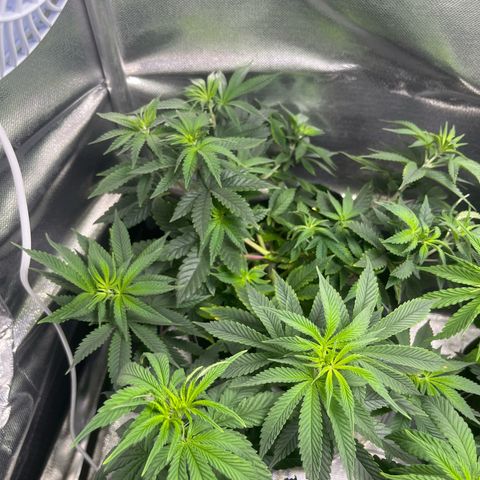 Jane growlog timeline photo