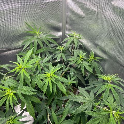 Jimmy growlog timeline photo