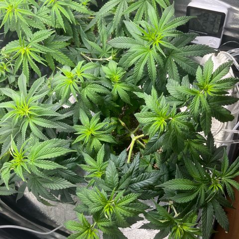 Cesar growlog timeline photo