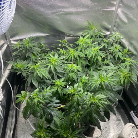 Cesar growlog timeline photo