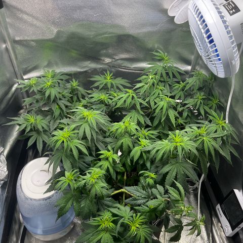 Cesar growlog photo: last picture of the year before a 15 days out home trip. I'm trying to use a auto watering system