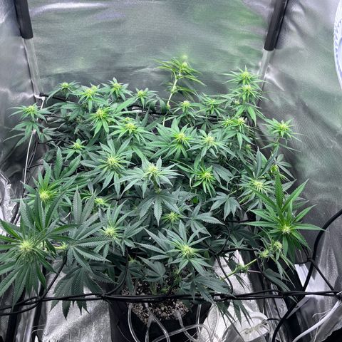 Cesar growlog photo: Add scrog net and made lilipoping 