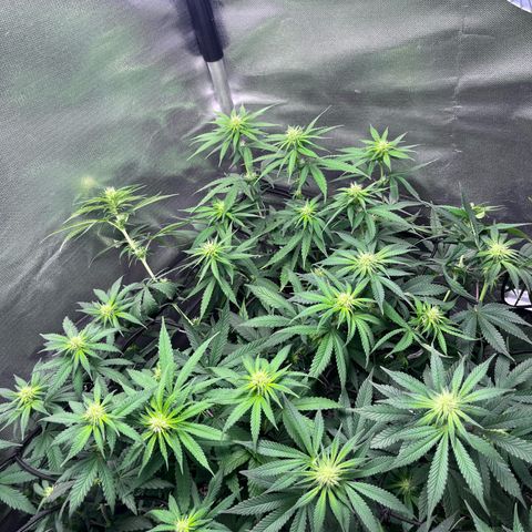 Cesar growlog photo: Add scrog net and made lilipoping 