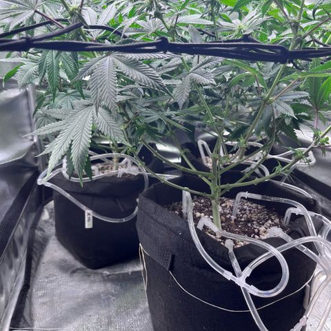 Cesar growlog photo: Add scrog net and made lilipoping 