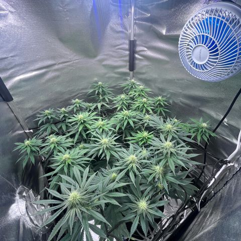 Cesar growlog timeline photo