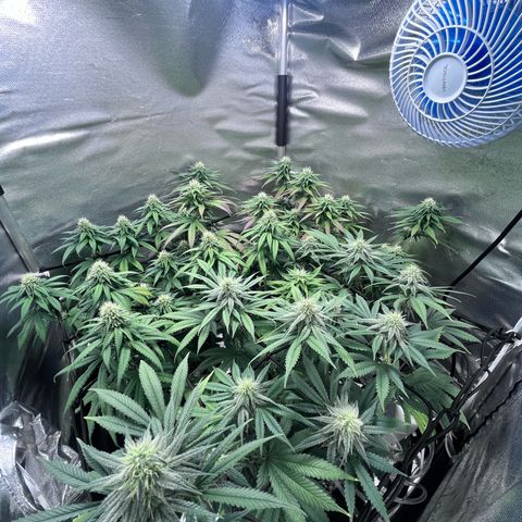 Cesar growlog timeline photo