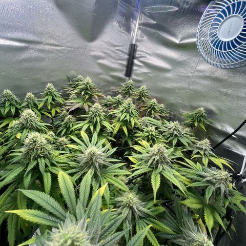Cesar growlog timeline photo